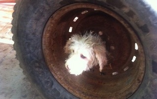 8-15 wheel dog.jpg