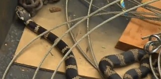 9-19 snake.jpg