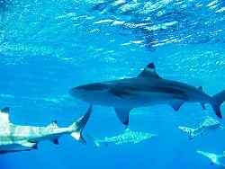 blacktip shark - ss.jpg