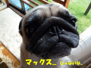 chako maxx.png