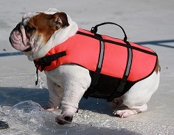 dog safe.jpg
