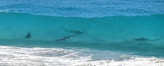 shark.jpg