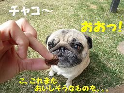 チャコ ラムキューブ (2).png