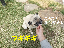チャコ ラムキューブ (4).png