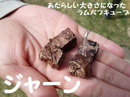 チャコ ラムキューブ (6).png