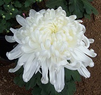 菊.jpg