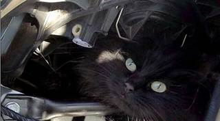 cat 2weeks (1).jpg