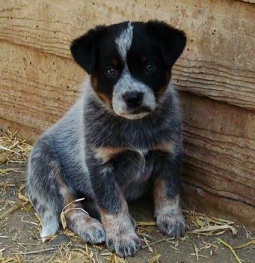 cattle dog.jpg