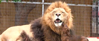 dog lion2 - コピー.png