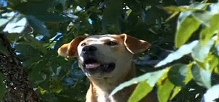 tree dog.jpg
